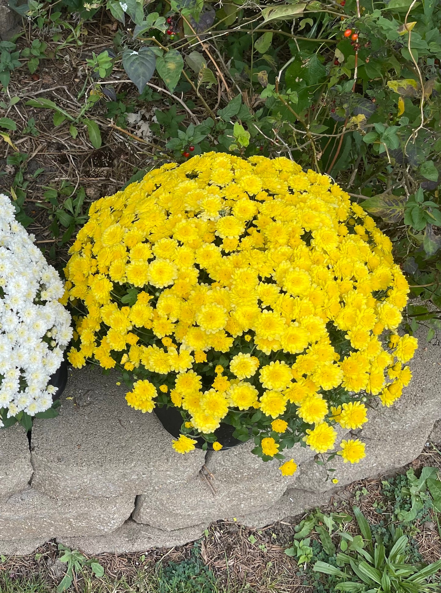 Hearty Potted Mums (9” pot) - $11 each