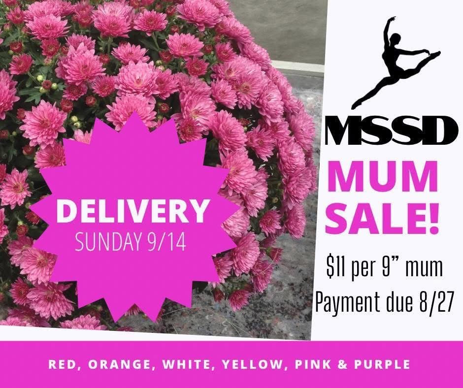 Mum Hanging Baskets (10” basket)
