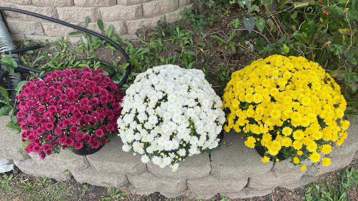 Hearty Potted Mums (9” pot) - $11 each