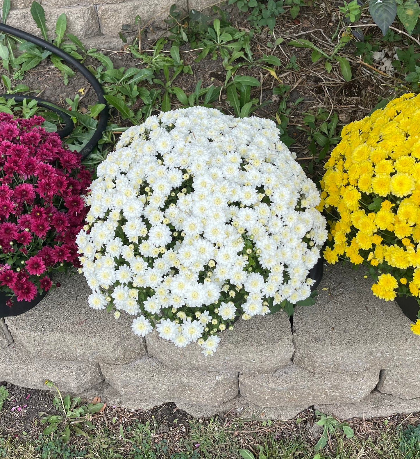 Hearty Potted Mums (9” pot) - $11 each
