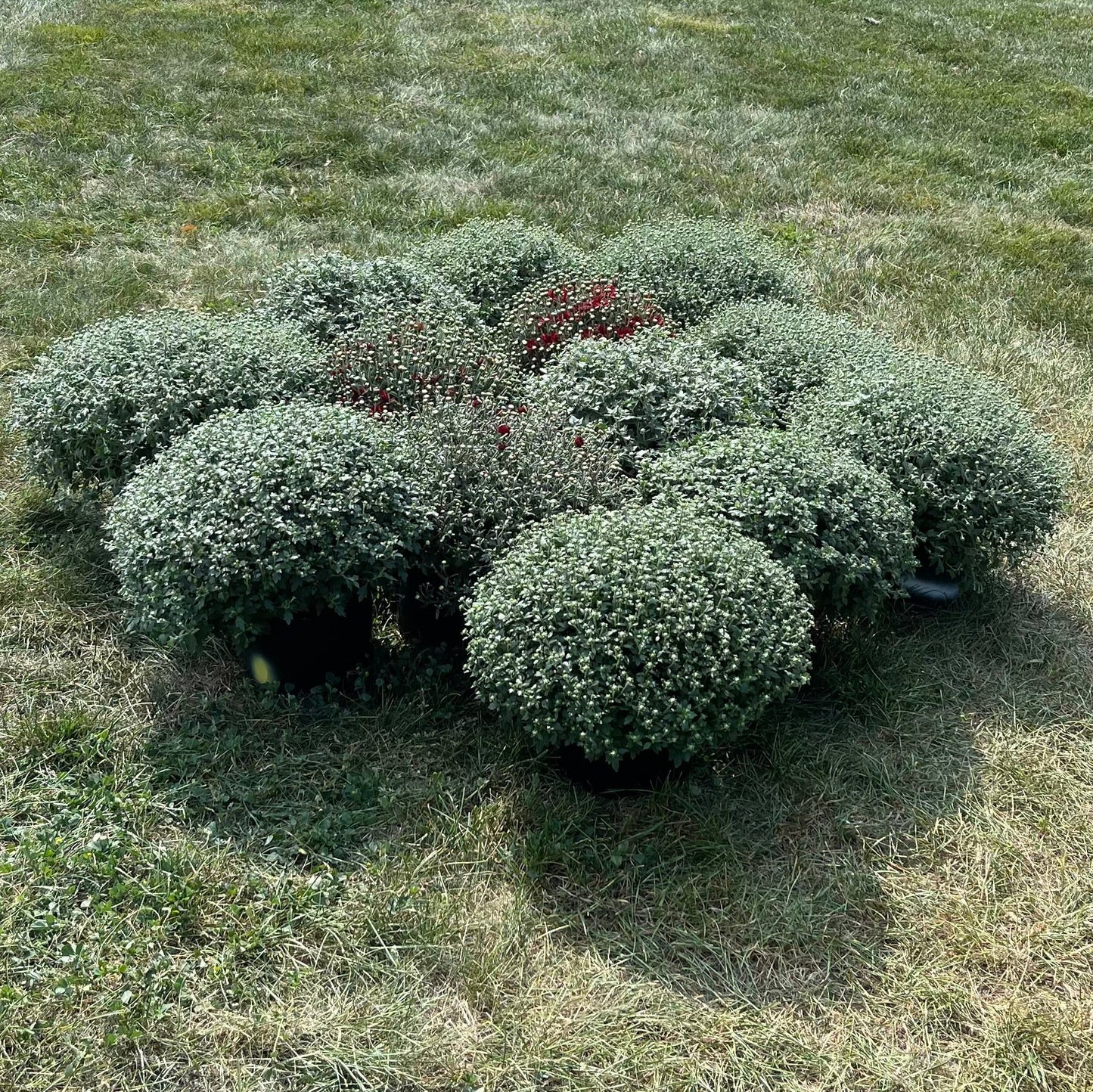 Hearty Potted Mums (9” pot) - $11 each
