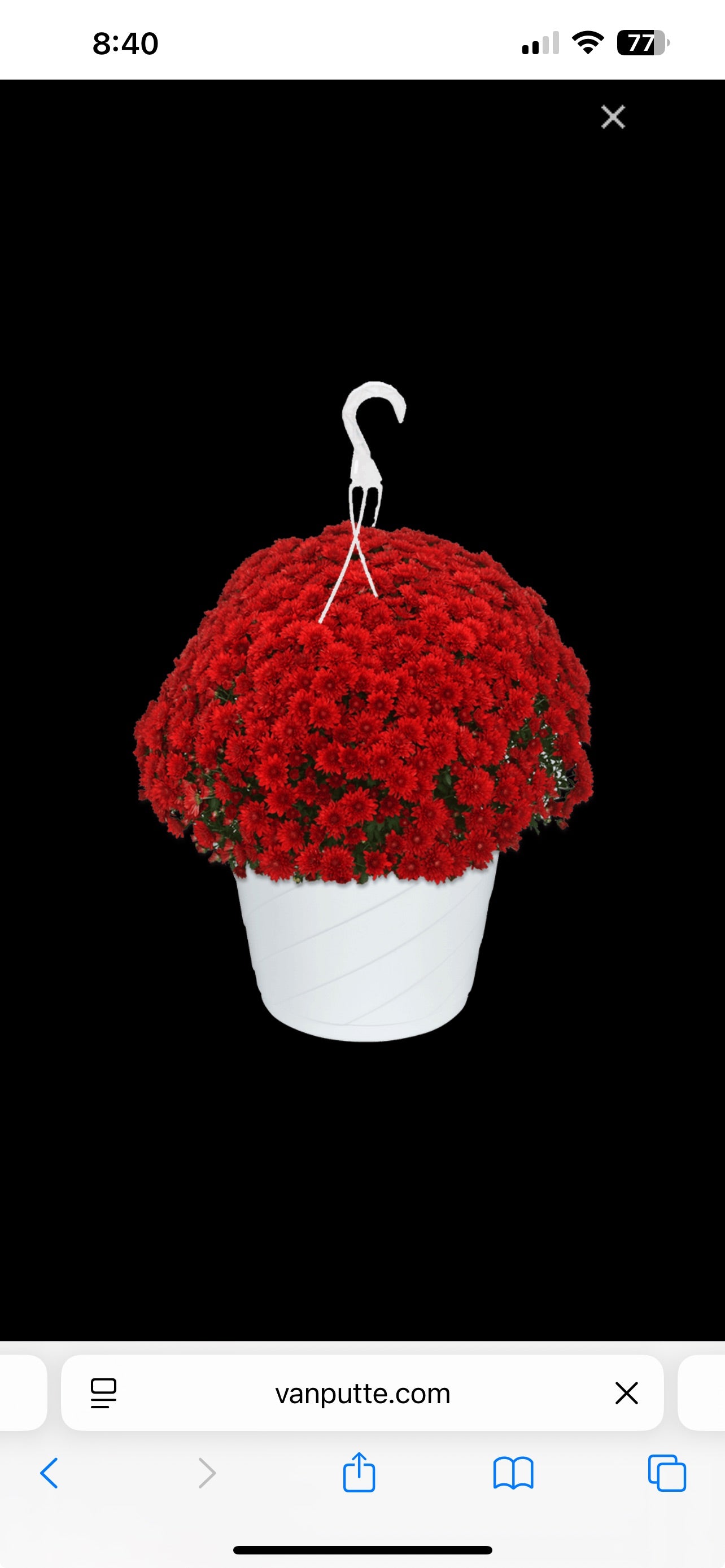 Mum Hanging Baskets (10” basket)