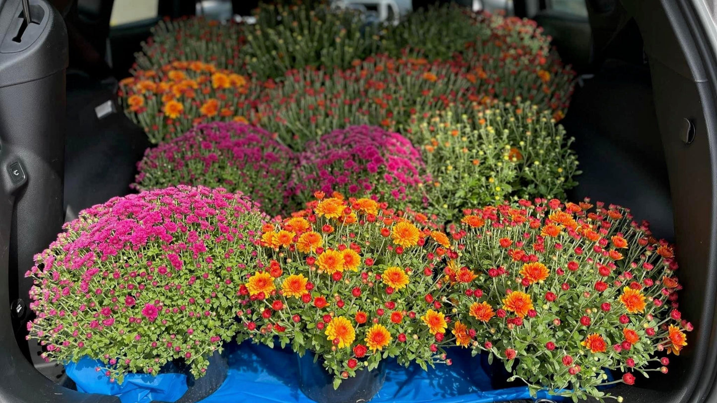 Hearty Potted Mums (9” pot) - $11 each
