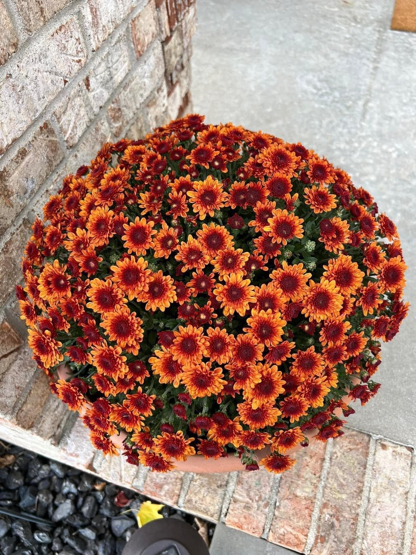 Mum Hanging Baskets (10” basket)