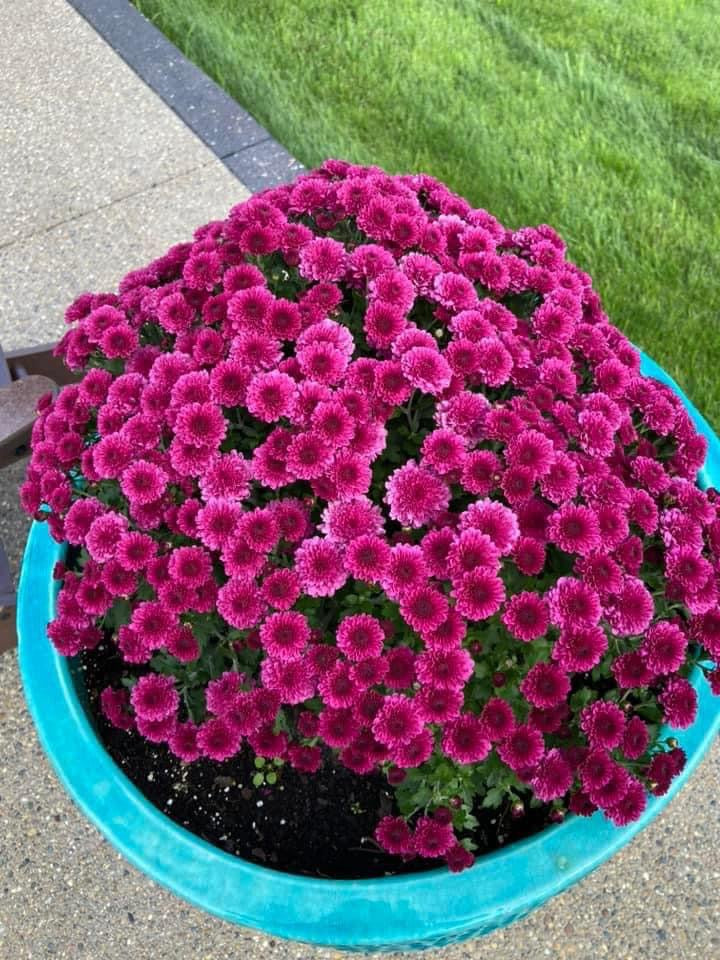 Hearty Potted Mums (9” pot) - $11 each