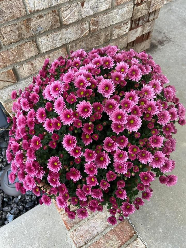 Hearty Potted Mums (9” pot) - $11 each