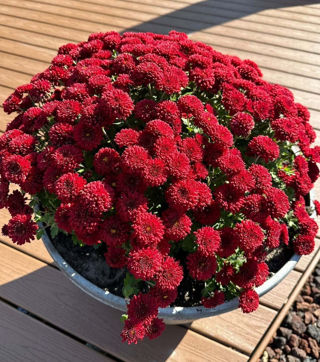 Hearty Potted Mums (9” pot) - $11 each